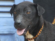 FUNNY, Hund, Mischlingshund in Spanien - Bild 1