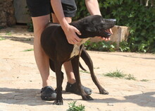 FUNNY, Hund, Mischlingshund in Spanien - Bild 11