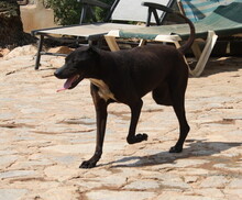 FUNNY, Hund, Mischlingshund in Spanien - Bild 13