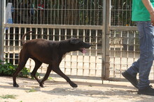 FUNNY, Hund, Mischlingshund in Spanien - Bild 14