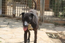 FUNNY, Hund, Mischlingshund in Spanien - Bild 15