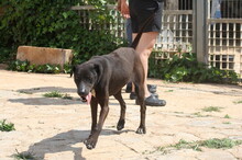 FUNNY, Hund, Mischlingshund in Spanien - Bild 16