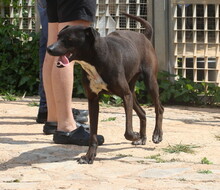 FUNNY, Hund, Mischlingshund in Spanien - Bild 17
