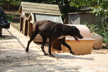 FUNNY, Hund, Mischlingshund in Spanien - Bild 18