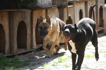 FUNNY, Hund, Mischlingshund in Spanien - Bild 19