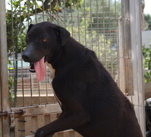 FUNNY, Hund, Mischlingshund in Spanien - Bild 2