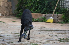 FUNNY, Hund, Mischlingshund in Spanien - Bild 21