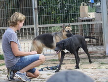 FUNNY, Hund, Mischlingshund in Spanien - Bild 24