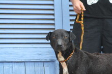 FUNNY, Hund, Mischlingshund in Spanien - Bild 3