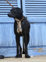 FUNNY, Hund, Mischlingshund in Spanien - Bild 5