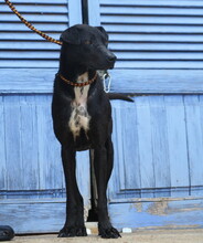 FUNNY, Hund, Mischlingshund in Spanien - Bild 6