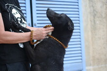 FUNNY, Hund, Mischlingshund in Spanien - Bild 7