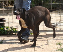 FUNNY, Hund, Mischlingshund in Spanien - Bild 9