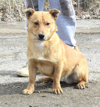 TOMAS, Hund, Mischlingshund in Slowakische Republik - Bild 2