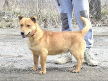 TOMAS, Hund, Mischlingshund in Slowakische Republik - Bild 3