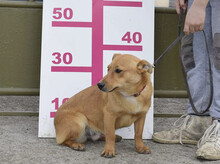 TOMAS, Hund, Mischlingshund in Slowakische Republik - Bild 9