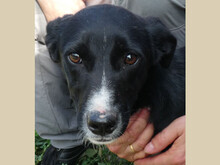 SORA, Hund, Mischlingshund in Rumänien - Bild 1