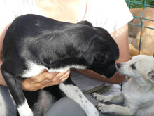 SORA, Hund, Mischlingshund in Rumänien - Bild 6