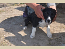 SORA, Hund, Mischlingshund in Rumänien - Bild 7