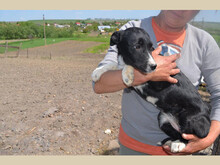 SORA, Hund, Mischlingshund in Rumänien - Bild 8
