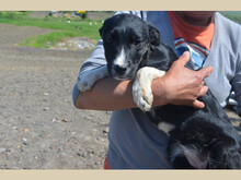 SORA, Hund, Mischlingshund in Rumänien - Bild 9