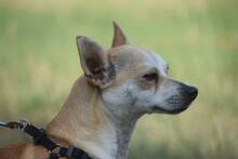 POGI, Hund, Chihuahua-Mix in Ungarn - Bild 1