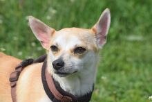 POGI, Hund, Chihuahua-Mix in Ungarn - Bild 11