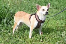 POGI, Hund, Chihuahua-Mix in Ungarn - Bild 13