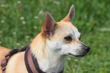 POGI, Hund, Chihuahua-Mix in Ungarn - Bild 14