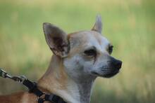 POGI, Hund, Chihuahua-Mix in Ungarn - Bild 2