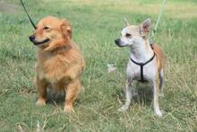 POGI, Hund, Chihuahua-Mix in Ungarn - Bild 5