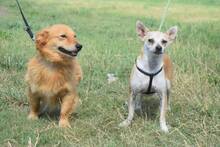 POGI, Hund, Chihuahua-Mix in Ungarn - Bild 6