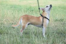 POGI, Hund, Chihuahua-Mix in Ungarn - Bild 8