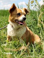TOYOTA, Hund, Mischlingshund in Ungarn - Bild 1