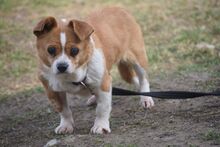 TOYOTA, Hund, Mischlingshund in Ungarn - Bild 16