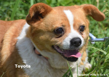 TOYOTA, Hund, Mischlingshund in Ungarn - Bild 2