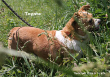 TOYOTA, Hund, Mischlingshund in Ungarn - Bild 3