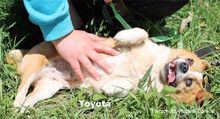 TOYOTA, Hund, Mischlingshund in Ungarn - Bild 4