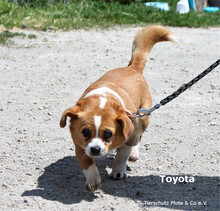 TOYOTA, Hund, Mischlingshund in Ungarn - Bild 5