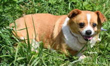 TOYOTA, Hund, Mischlingshund in Ungarn - Bild 6
