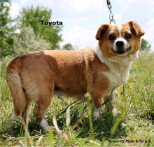 TOYOTA, Hund, Mischlingshund in Ungarn - Bild 8