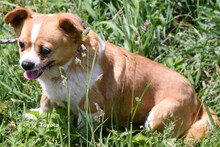 TOYOTA, Hund, Mischlingshund in Ungarn - Bild 9