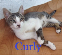 CURLY, Katze, Europäisch Kurzhaar-Mix in Bulgarien - Bild 1