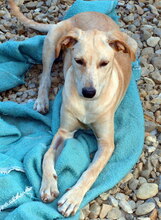 VALERIE, Hund, Mischlingshund in Kroatien - Bild 3