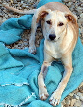 VALERIE, Hund, Mischlingshund in Kroatien - Bild 6