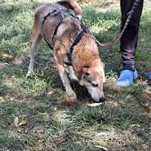 BOBBY, Hund, Mischlingshund in Rumänien - Bild 13
