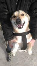 BOBBY, Hund, Mischlingshund in Rumänien - Bild 2