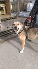 BOBBY, Hund, Mischlingshund in Rumänien - Bild 3