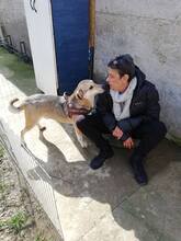 BOBBY, Hund, Mischlingshund in Rumänien - Bild 7