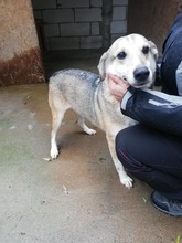 BOBBY, Hund, Mischlingshund in Rumänien - Bild 9